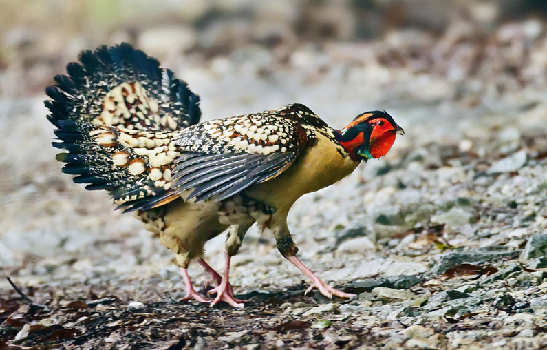 邵阳诸多农特产的发源地 关于家乡的雪峰山你了解多少？