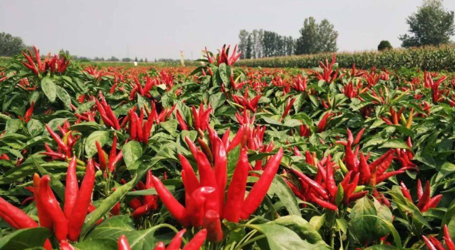 邵阳诸多农特产的发源地 关于家乡的雪峰山你了解多少？