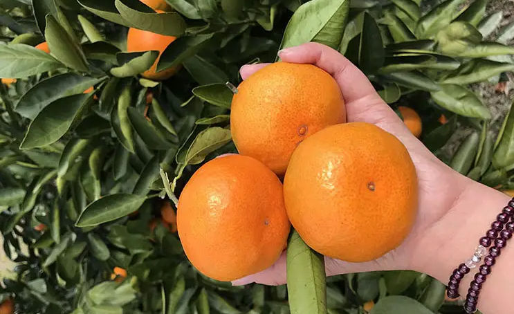 邵阳诸多农特产的发源地 关于家乡的雪峰山你了解多少？