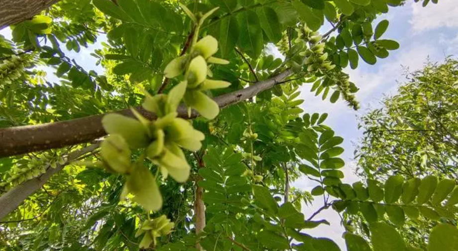 邵阳诸多农特产的发源地 关于家乡的雪峰山你了解多少？