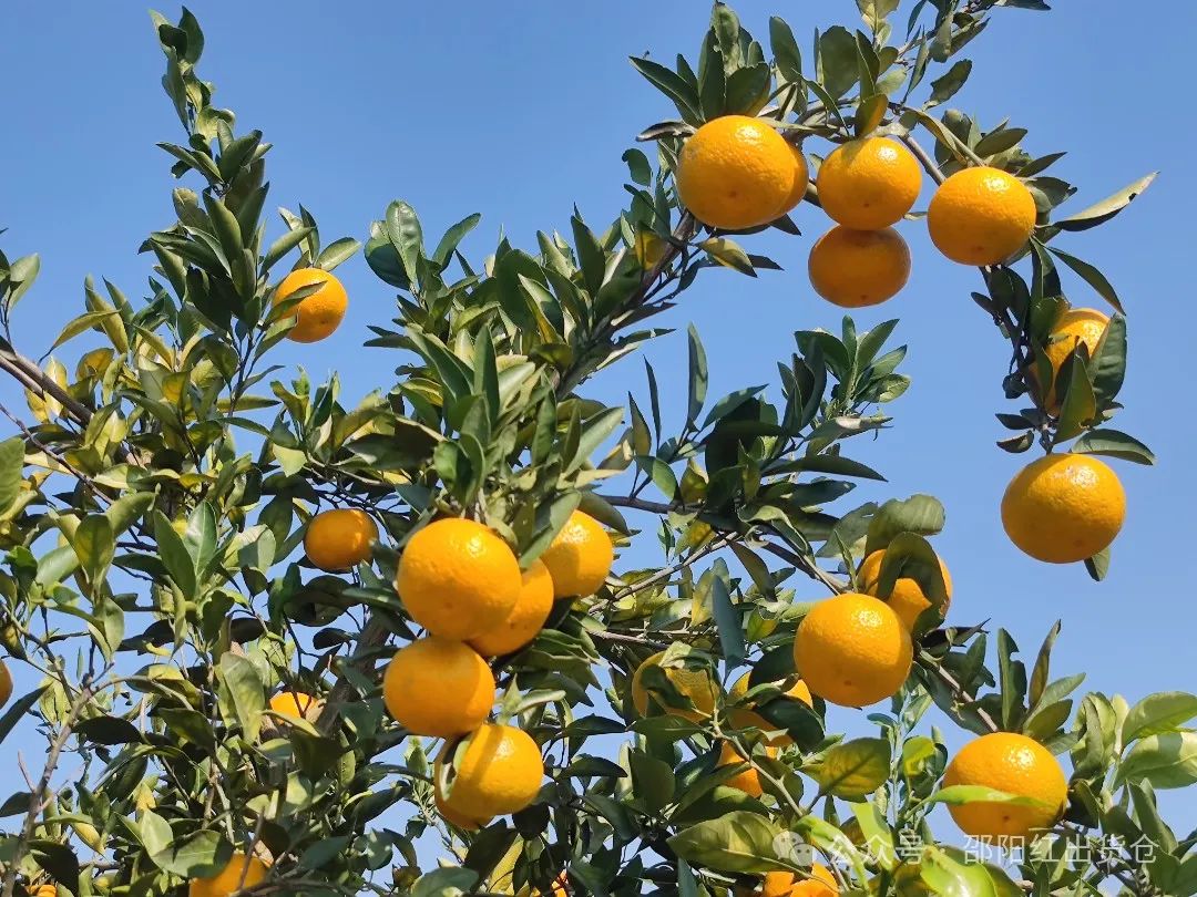 “蜜桔香气飘万里,一品甘甜雪峰桔”
