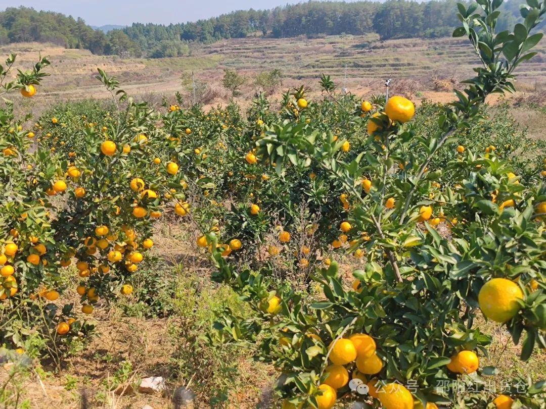 “蜜桔香气飘万里,一品甘甜雪峰桔”