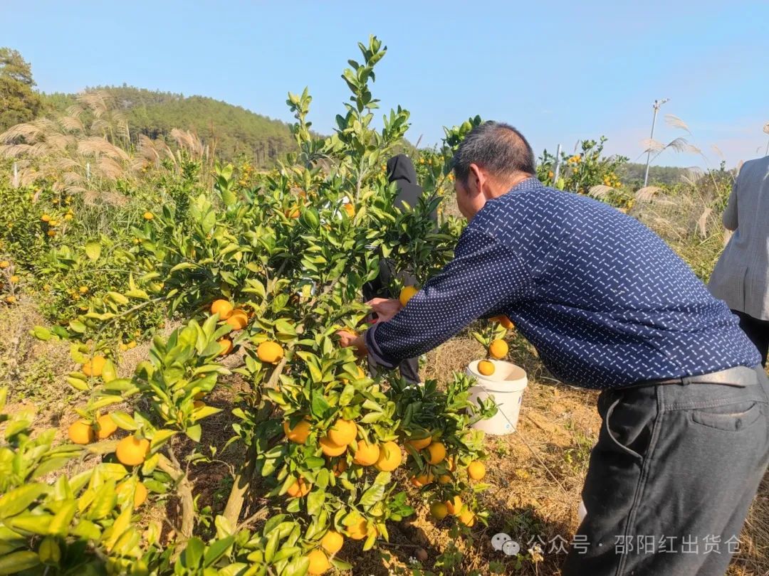 “蜜桔香气飘万里,一品甘甜雪峰桔”
