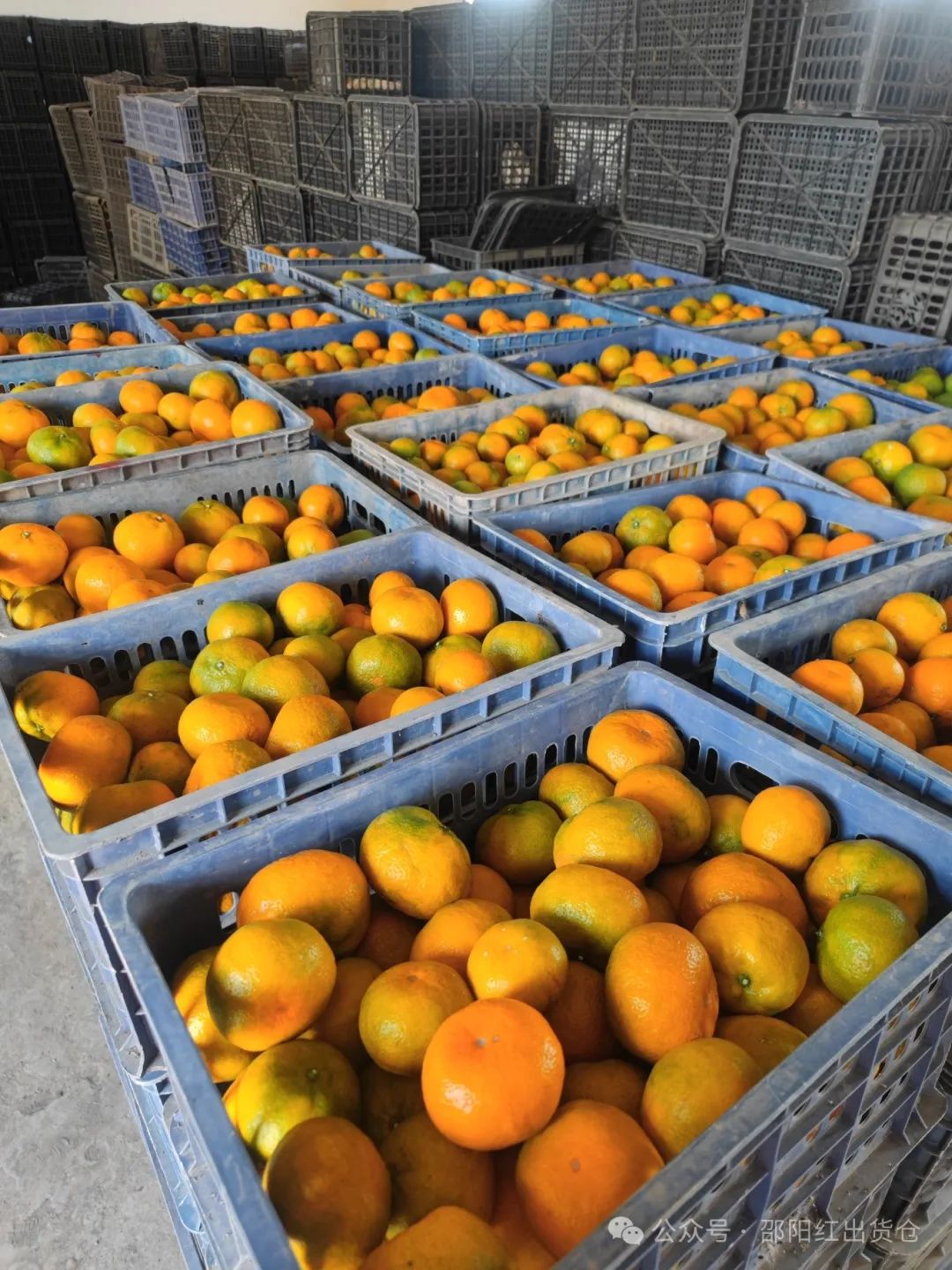 “蜜桔香气飘万里,一品甘甜雪峰桔”