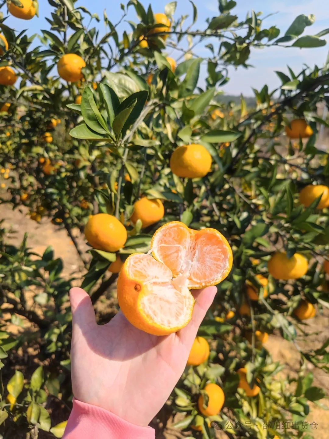 “蜜桔香气飘万里,一品甘甜雪峰桔”